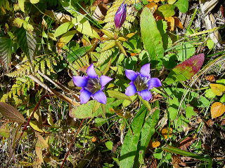 gentian